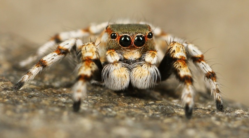 Foto (c) Pixabay Vogelspin