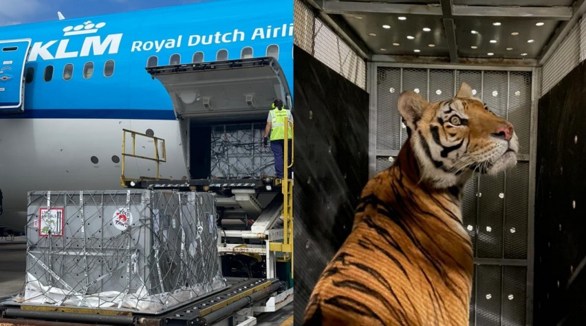 KLM Tijgervervoer